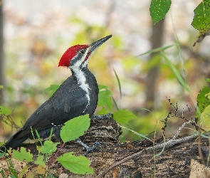 Dzięcioł smugoszyi, Ptak