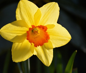 Liście, Narcyz, Żółty, Kwiat