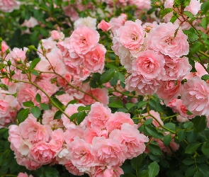 Liście, Róże, Rozkwitnięte, Jasnoróżowe