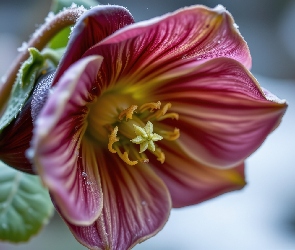 Rozkwitnięty, Grafika AI, Liście, Ciemiernik, Kwiat