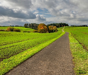 Pola, Chmury, Drzewa, Las, Droga