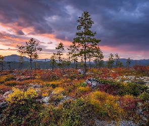Góry, Roślinność, Kołyma, Zachód słońca, Drzewa, Rosja, Jesień