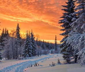 Droga, Drzewa, Zachód słońca, Zima, Ośnieżony, Las