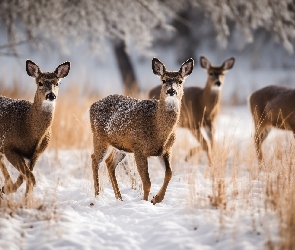 Rośliny, Suche, Cztery, Zima, Sarny, Śnieg