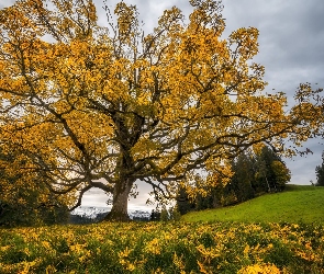 Rozłożyste, Liście, Pożółkłe, Drzewo, Jesień
