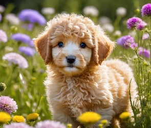 Szczeniak, Grafika, Łąka, Kwiaty, Pies