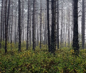 Mgła, Roślinność, Drzewa, Wysokie, Las