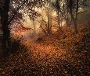 Ścieżka, Liście, Las, Jesień, Mgła, Opadłe