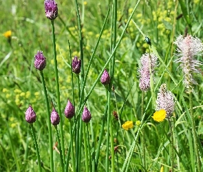 Trawa, Łąka, Kwiaty