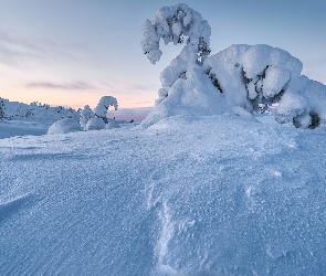 Zaspy, Drzewa, Zima, Zaśnieżone