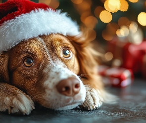 Springer spaniel walijski, Prezenty, Mikołaja, Czapka, Pies