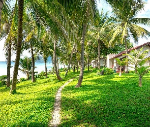 Trawnik, Ścieżka, Palmy, Dom