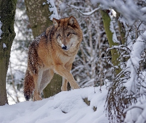 Zima, Śnieg, Wilk