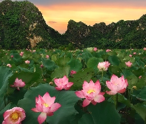 Zachód słońca, Liście, Różowe, Góry, Kwiaty, Lotosy