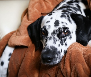 Pies, Koc, Dalmatyńczyk