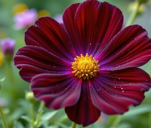 Ciemnoczerwona, Zbliżenie, Kosmea