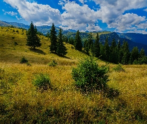 Drzewa, Chmury, Trawa, Polana, Góry