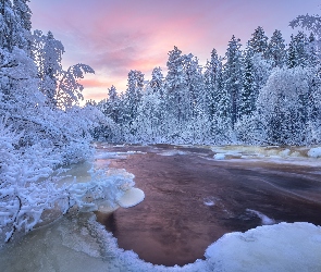 Roślinność, Drzewa, Zima, Rzeka