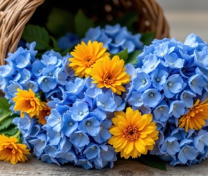 Deski, Kosz, Pomarańczowe, Kwiaty, Niebieskie, Hortensje