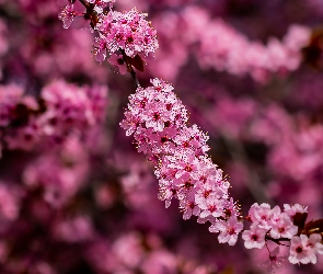 Okwiecona, Kwiaty, Ciemnoróżowe, Gałązka, Drzewo owocowe