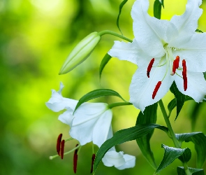 Pąki, Białe, Kwiaty, Lilie