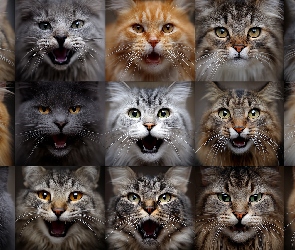 Głowy, Grafika AI, Koty