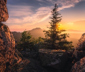 Drzewa, Góry, Wschód słońca, Skały