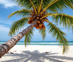 AI, Orzechy kokosowe, Plaża, Morze, Palma, Pochylona