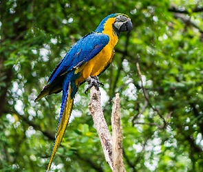 Konar, Ara, Papuga, Niebiesko-żółta