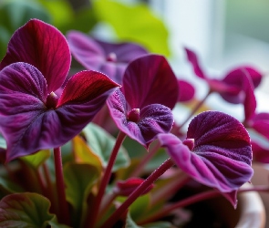 Kwiaty, Grafika AI, Bordowe