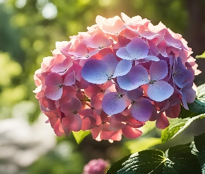 Grafika, Światło, Różowy, Hortensja, Kwiat, Liście