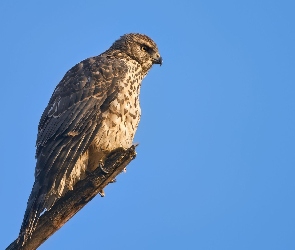 Ptak, Niebo, Jastrząb