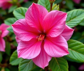 Różowy, Listki, Zielone, Zbliżenie, Kwiat