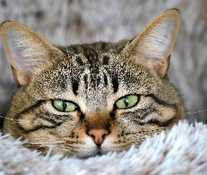 Koc, Oczy, Pyszczek, Kot