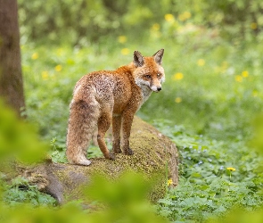 Lis, Pień, Omszały, Leżący, Rudy