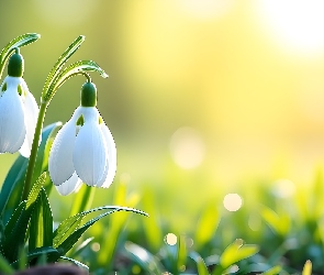 Grafika, Tło, Białe, Przebiśniegi, Kwiaty, Rozmyte