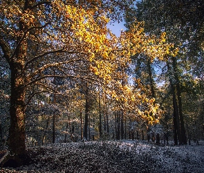 Las, Poranek, Śnieg, Drzewa, Zima