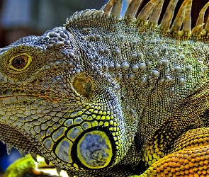 Iguana