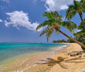 Palmy, Plaża, Hawaje, Stany Zjednoczone, Wyspa Oahu, Morze