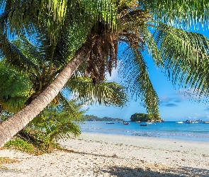 Łodzie, Palmy, Wyspa Praslin, Seszele, Morze, Plaża