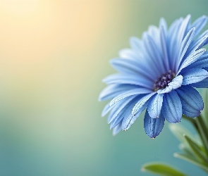 Grafika, Stokrotka afrykańska, Kwiat, Niebieska