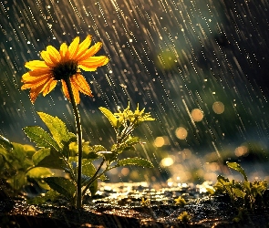 Grafika, Deszcz, Kwiat, Żółty