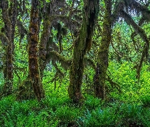 Omszone, Paproć, Las, Gałęzie, Stan Waszyngton, Drzewa, Stany Zjednoczone, Park Narodowy Olympic