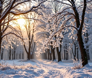 Las, Grafika AI, Słońce, Drzewa, Zima