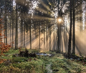 Przebijające światło, Słoneczne, Las, Drzewa