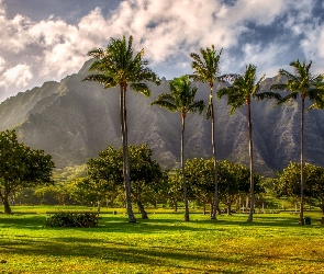 Hawaje, Chmury, Stany Zjednoczone, Góra, Palmy, Wyspa Kauai, Trawnik, Drzewa