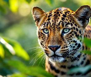 Spojrzenie, Grafika AI, Lampart