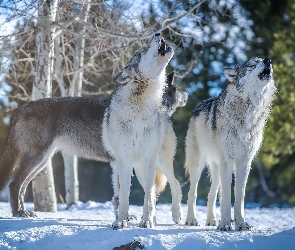 Śnieg, Drzewa, Szare, Wilki, Wyjące, Las