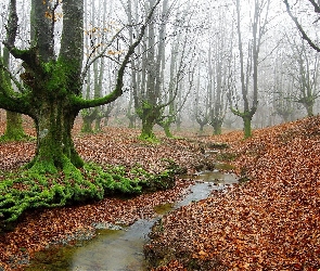 Park Narodowy Gorbea, Strumień, Hiszpania, Mgła, Omszałe, Las, Korzenie, Drzewa