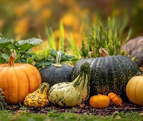 Kolorowe, Grafika AI, Dynie